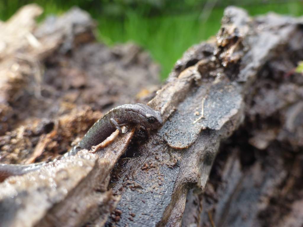 slender on big log