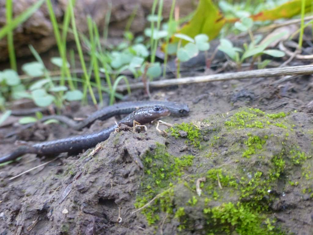 Slender Salamander Face