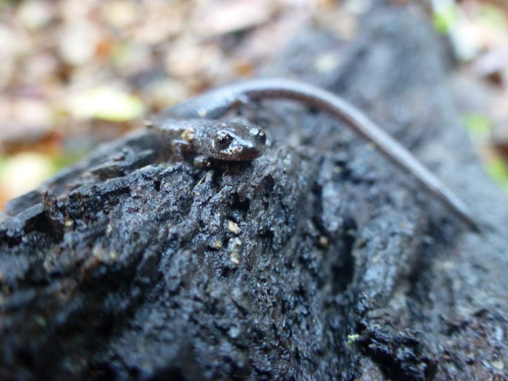 Slender Salamander in Oak Riparian Habitat