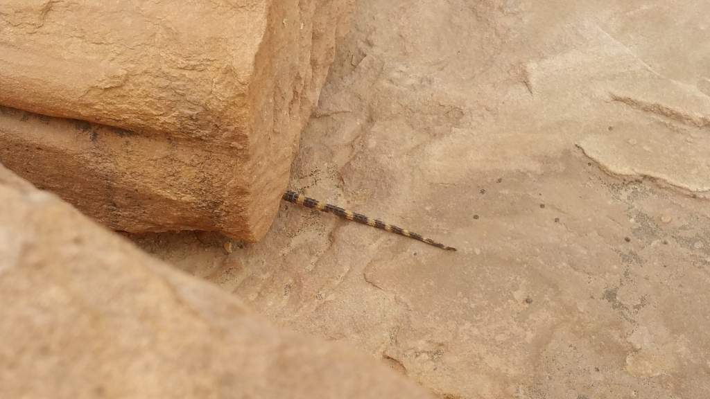 Slightly less zoomed in photo of the tail of the Starred agama