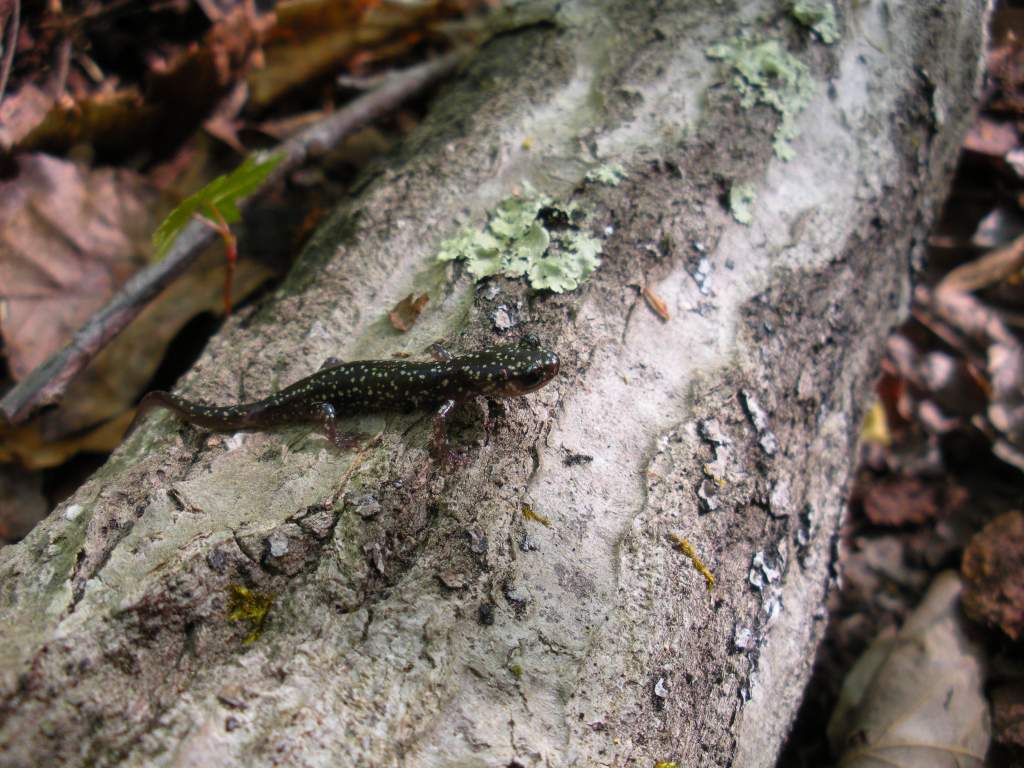 Slimy sal, Plethodon mississippi