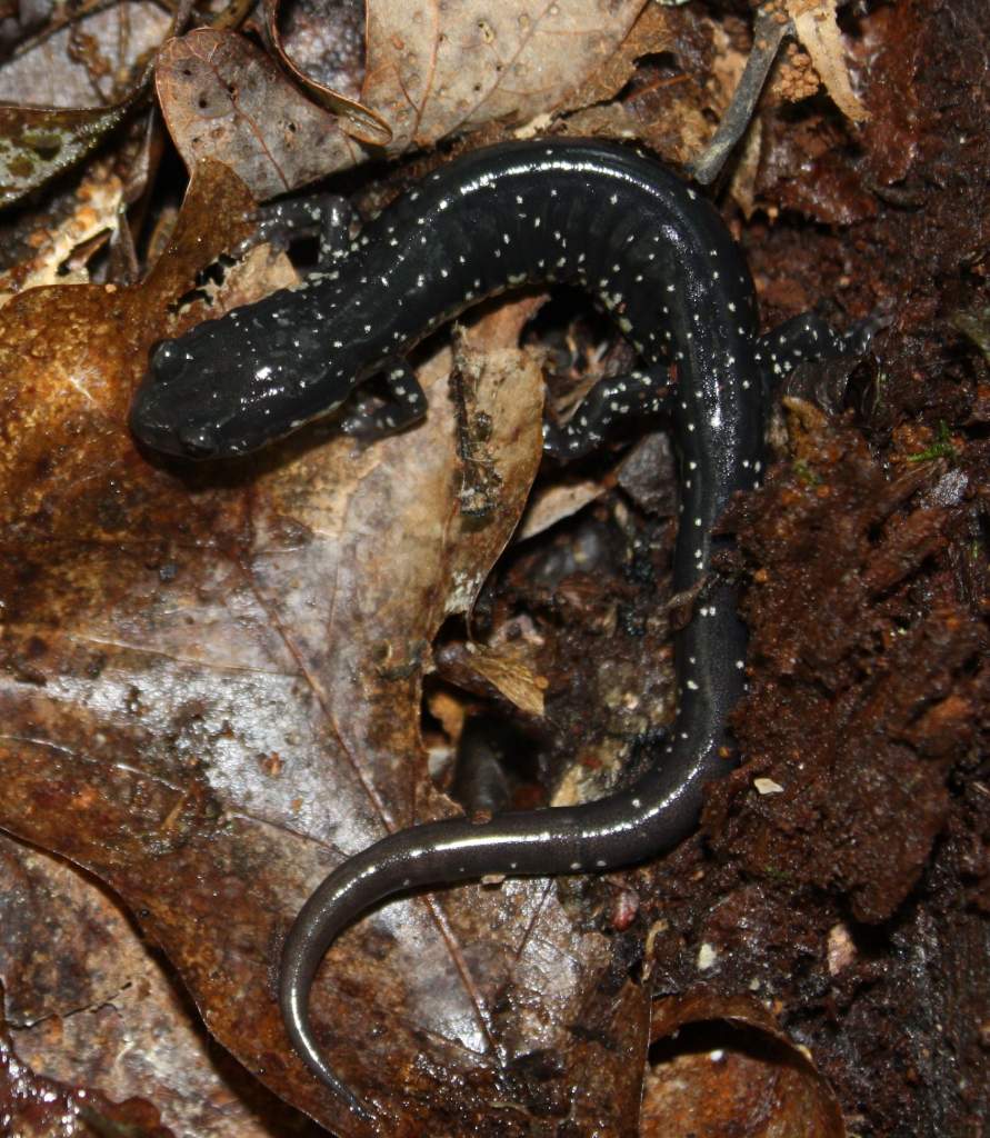 Slimy Salamander