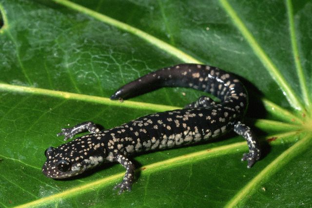 Slimy Salamander