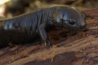 Small Mouthed Salamander, Indianapolis, Indiana