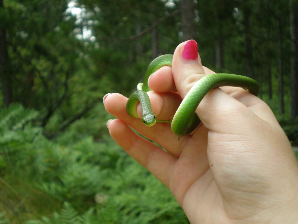 Smooth green snake