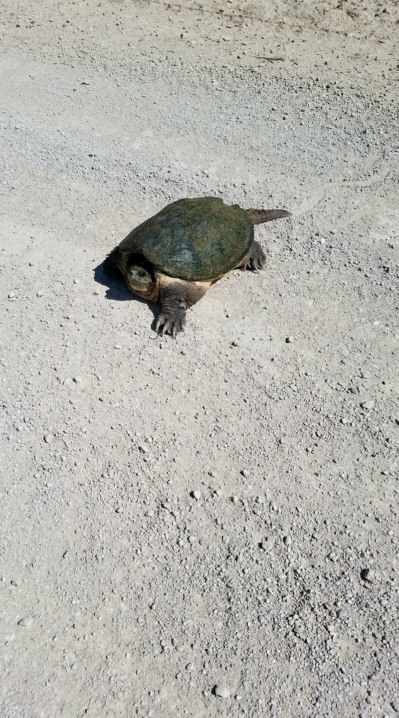 Snapping turtle