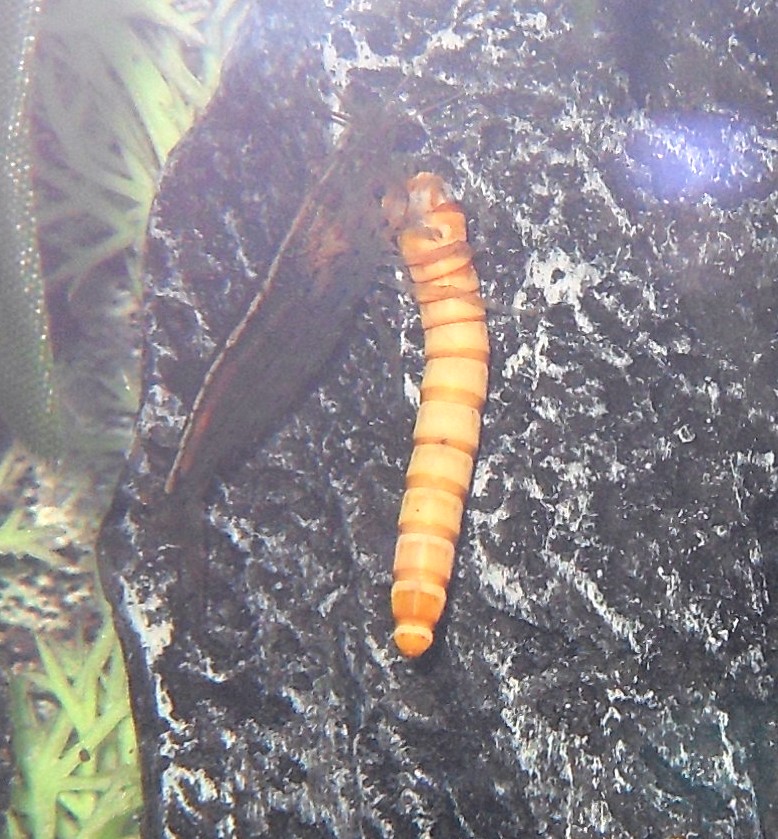 Sneaky shrimp stealing gomez's food!