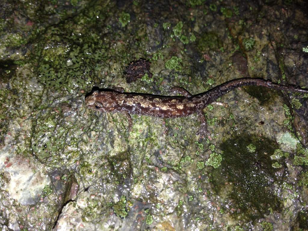 Some Mountain Dusky Salamander (Desmognathus spp.)