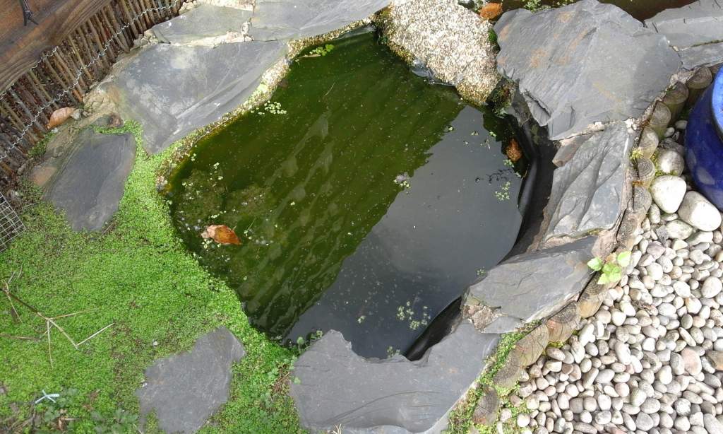 Some newts seem to like this small pond, small plants growing give a natural look.