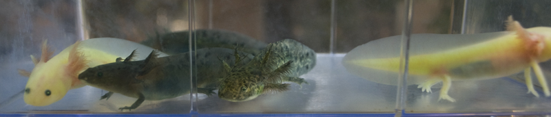 Some of Mudkip and Minty's leucistic, melanoid, and wildtype babies at around 3.5 months old and 3.5 inches long.