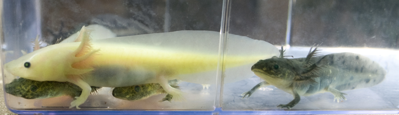 Some of Mudkip and Minty's leucistic, melanoid, and wildtype babies at around 3.5 months old and 3.5 inches long.