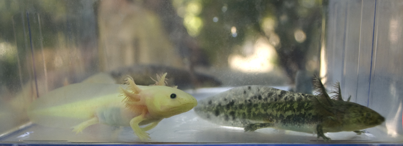 Some of Mudkip and Minty's leucistic, melanoid, and wildtype babies at around 3.5 months old and 3.5 inches long.