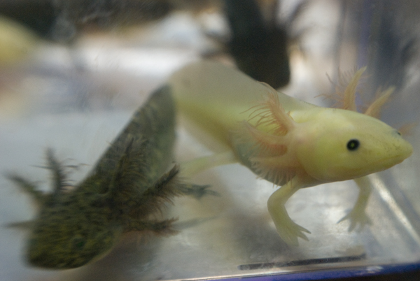 Some of Mudkip and Minty's leucistic, melanoid, and wildtype babies at around 3.5 months old and 3.5 inches long.