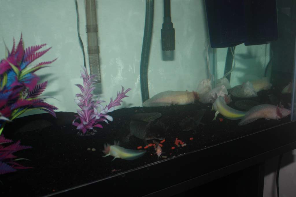 some of my axolotls eating