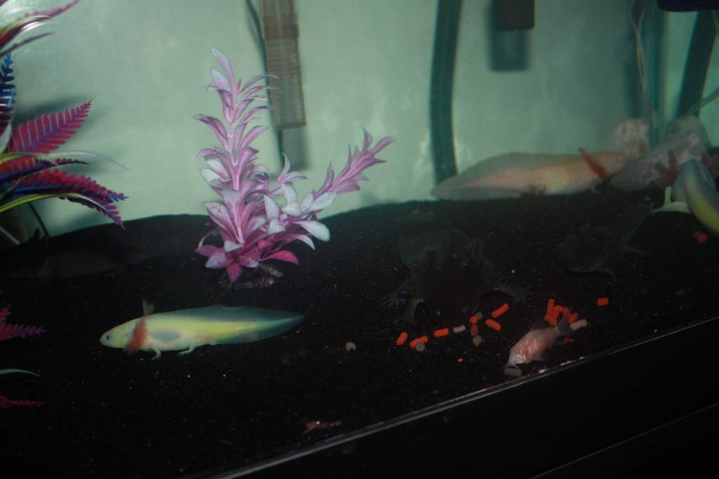 some of my axolotls eating