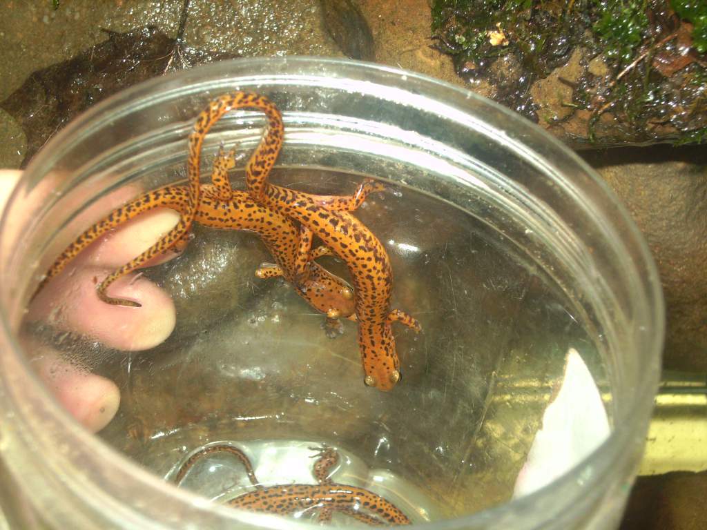 Some of my orangish looking E. longicauda, the pictures really don't do them justice.