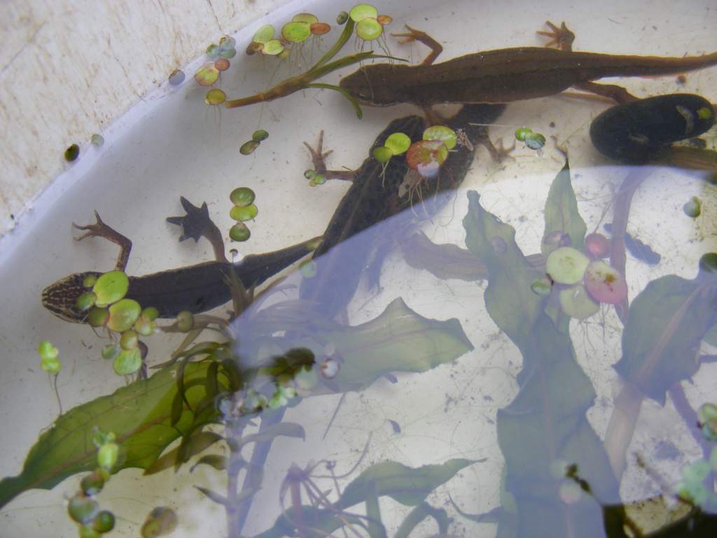 Some of the 8 newts we caught, palmate and smooth newts