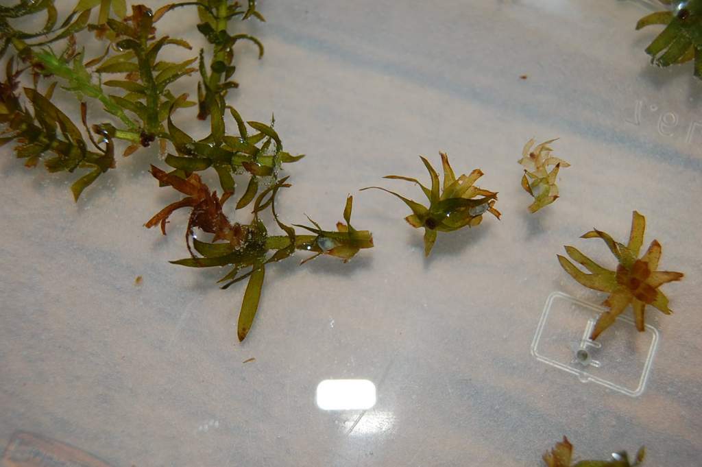 Some of the newt eggs are in this photo :) The elodea looks awful...