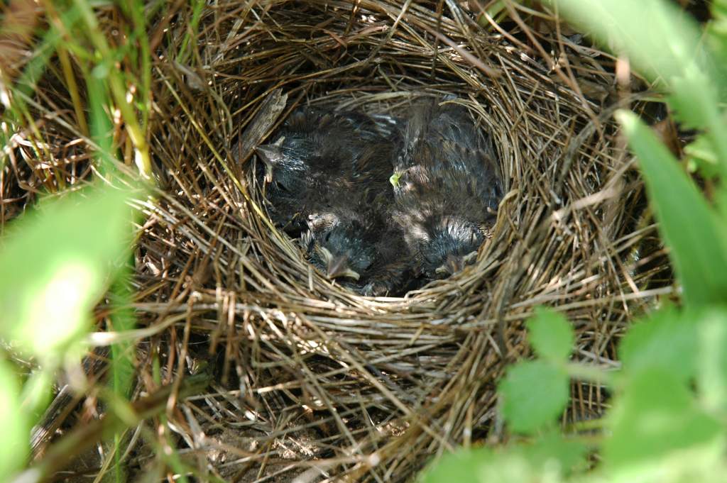 Song Sparrows