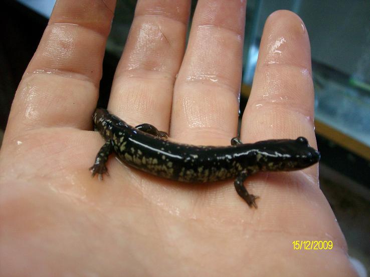 South Carolina Slimy Salamanders (Plethodon variolatus)