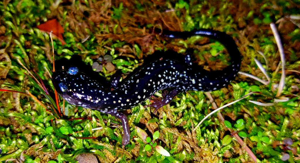 South Eastern Slimy Salamander  (Plethodon grobmani)