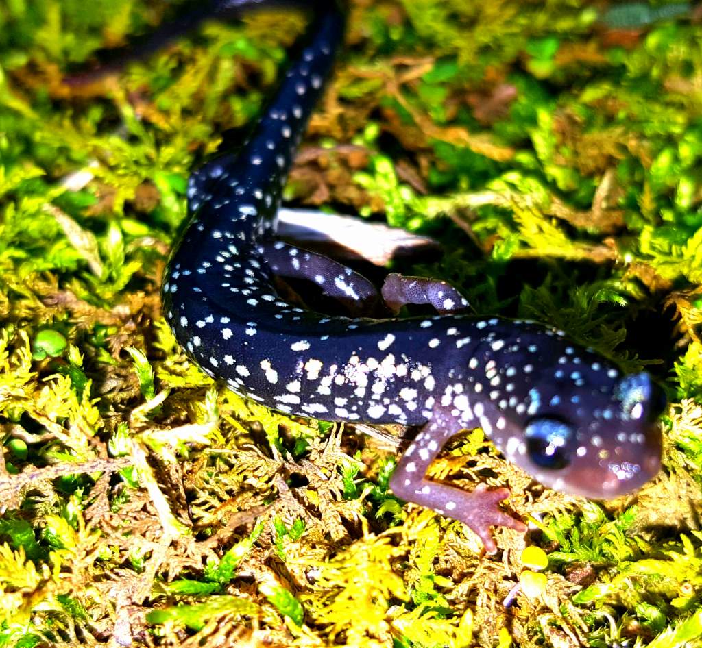 South Eastern Slimy Salamander  (Plethodon grobmani)