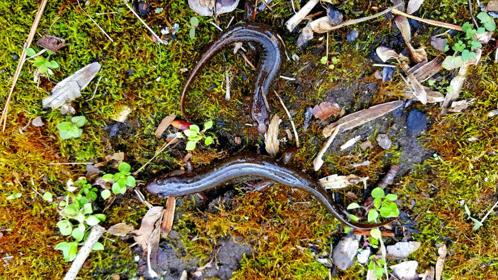 Southern Dusky Salamanders (Desmognathus auriculatus)