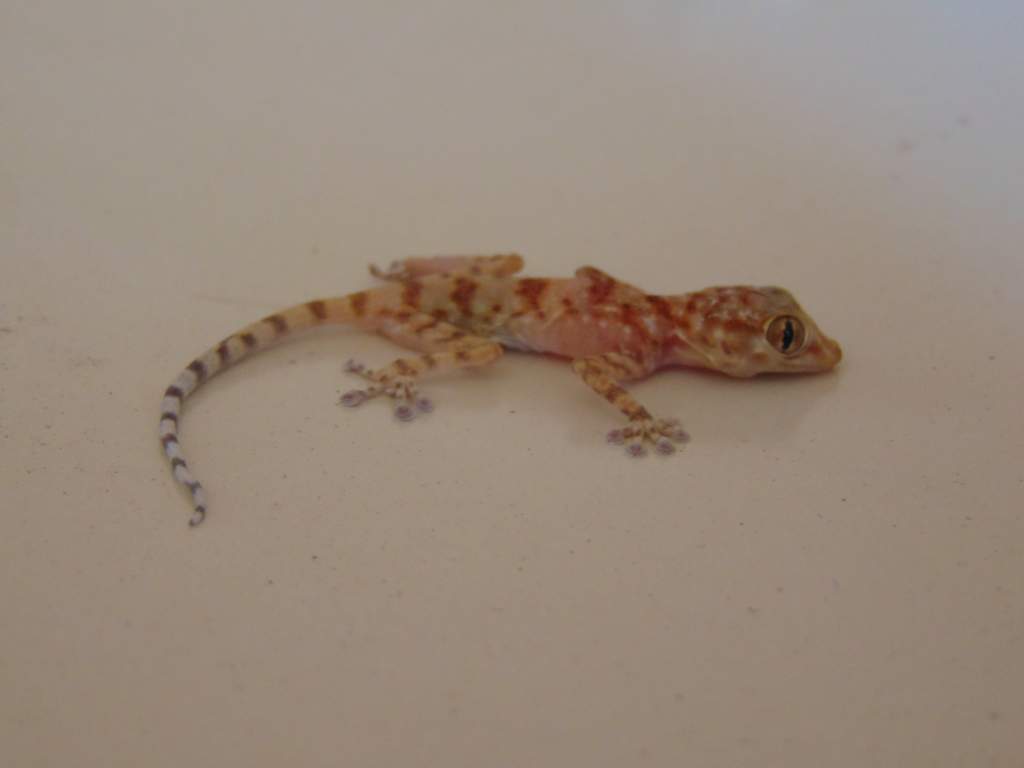 Southern fan-fingered gecko (Ptyodactylus hasselquistii). Juvenile. Seen in an apartment in Aqaba.