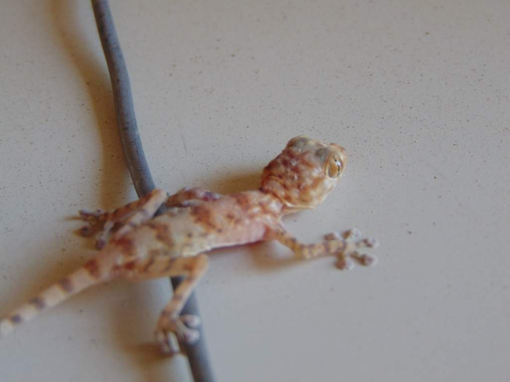 Southern fan-fingered gecko (Ptyodactylus hasselquistii). More zoomed in photo