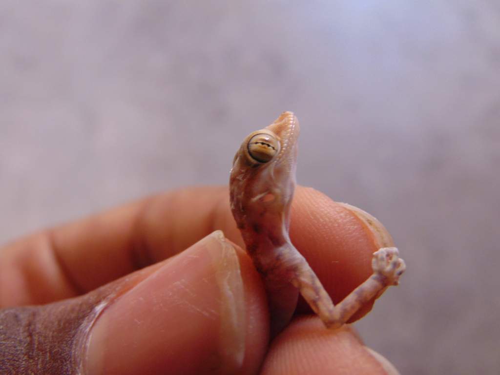 Southern fan-fingered gecko (Ptyodactylus hasselquistii). Same juvenile from the last photos. Emphasis on the eyes