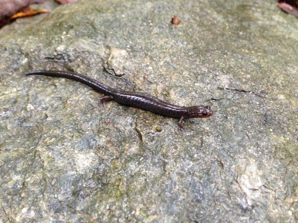 Southern Ravine Salamander (Plethodon richmondi)