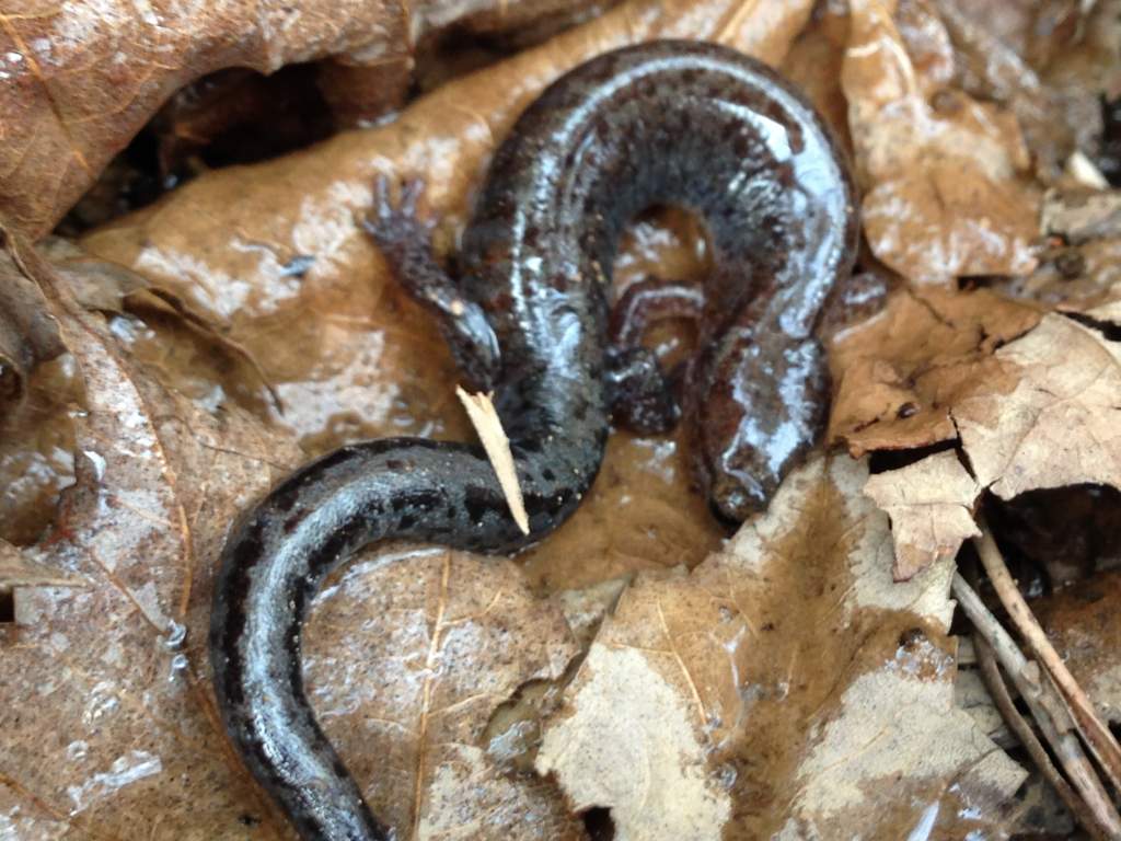 Southern Red-backed Salamander (Plethodon serratus)