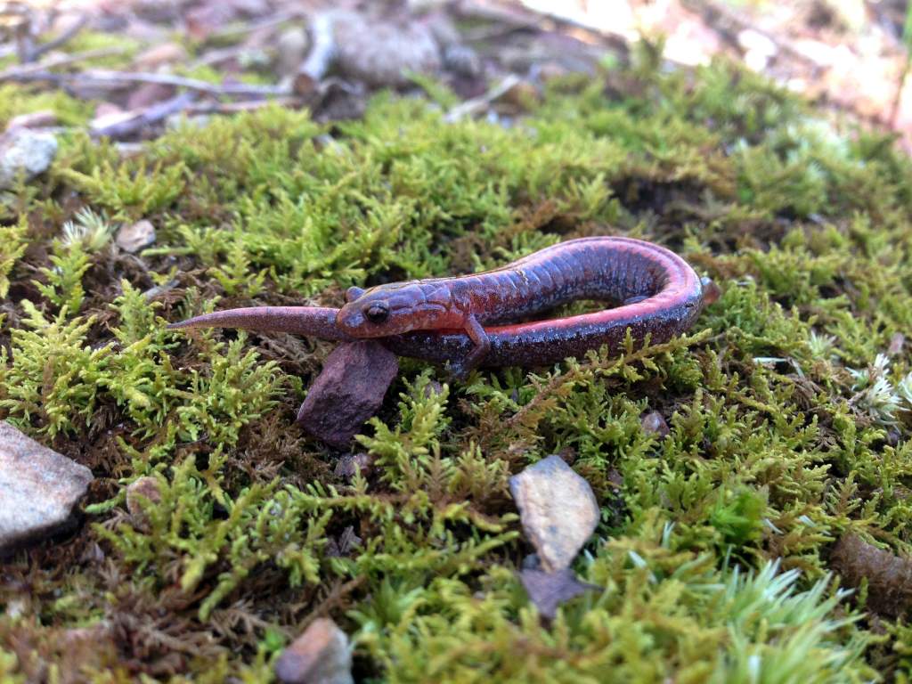 Southern Red-backed Salamander (Plethodon serratus)