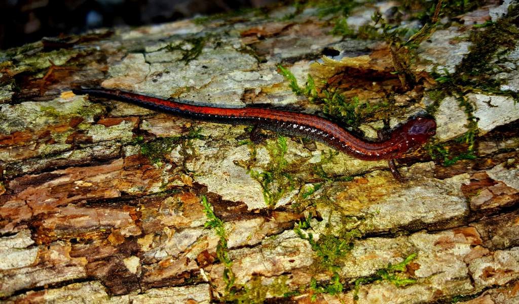 Southern red-backed salamander (Plethodon serratus)