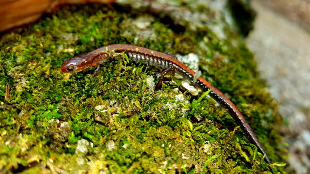 Southern red-backed salamander (Plethodon serratus)