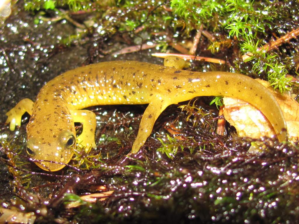 Southern Torrent Salamander