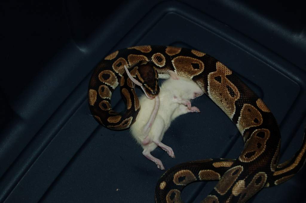 Special Ed, the 'shortbus' python