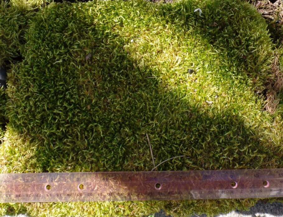 Sphagnum moss 
By the living sheet - approx 11" x 9"
Grown outdoors, totally organic - no pesticides Are Ever used in my gardens.