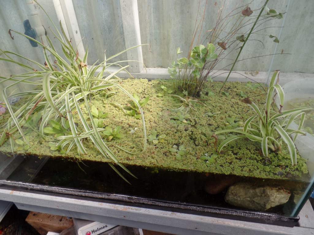 Spider plants, fairy moss, 
pond clover not for sale