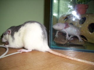 Spike trying to look at what Mr Gregory Bread the rat is eating!