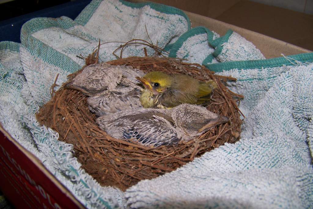 Spot the odd one out. Black faced couckoo shrike babies with a honey eater.