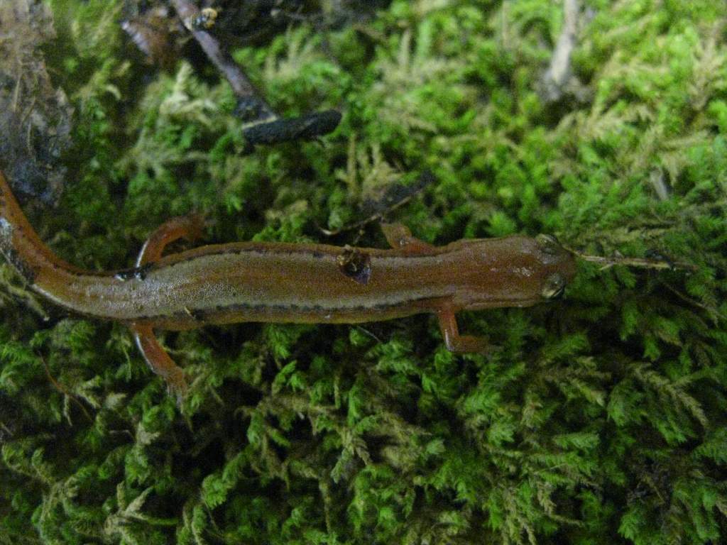 Spotless Eurycea cirrigera