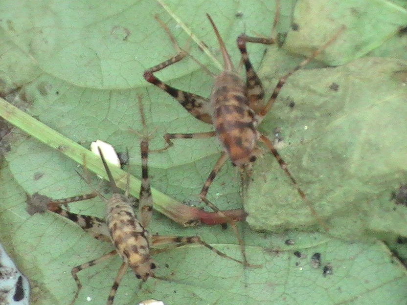 spotted camel crickets | Caudata.org: Newts and Salamanders Portal