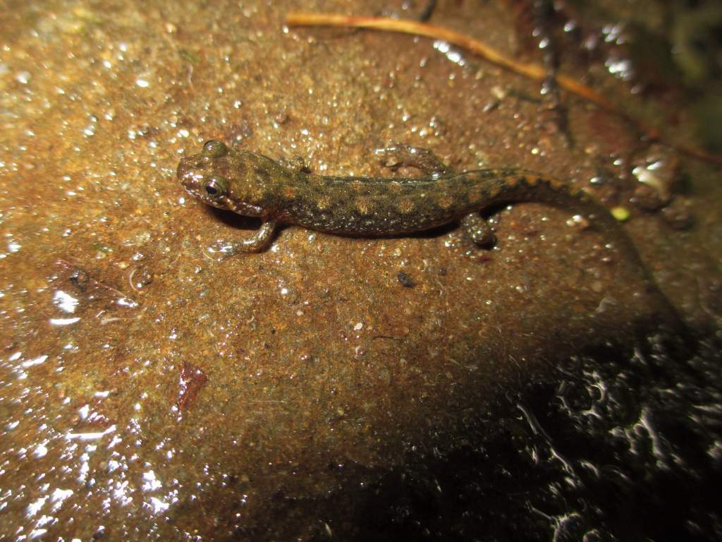 spotted dusky (Desmognathus conanti)