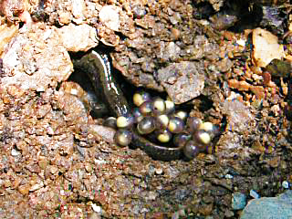 Spotted Dusky Salamander (Desmognathus conanti) female with eggs