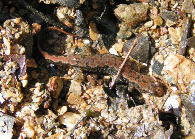 Spotted Dusky Salamander (Desmognathus conanti)