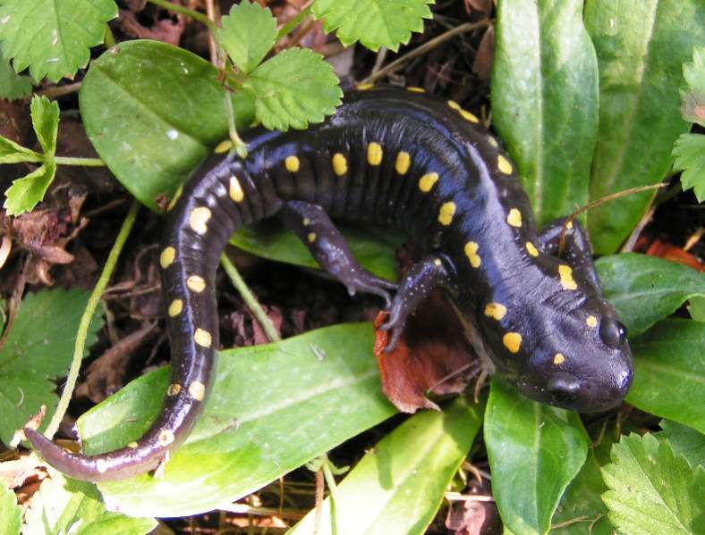 Spotted Salamander (Ambystoma maculatum)