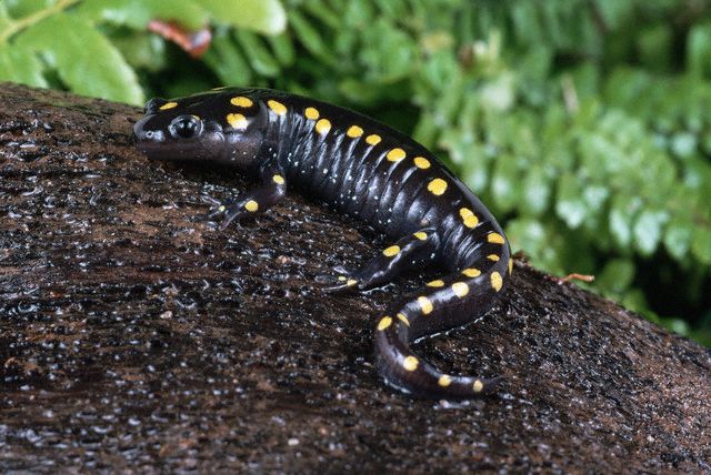 Spotted Salamander