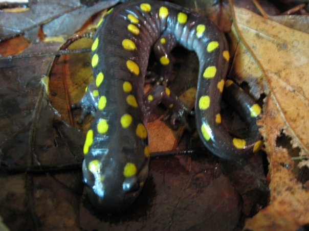 Spotted Salamander