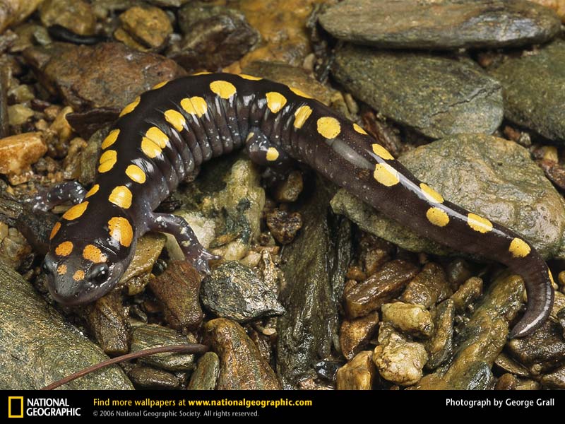 spotted salamander